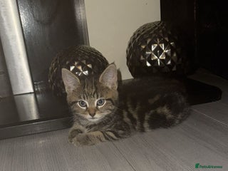 Norwegian Forest Cat cats - Advert 5