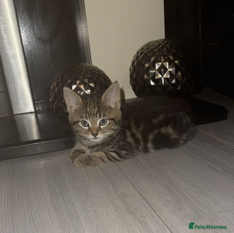 Norwegian Forest Cat cats - Advert 13