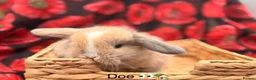 Mini Lop rabbits for sale: Mini lops looking for good homes - ONE LEFT  - Advert 4