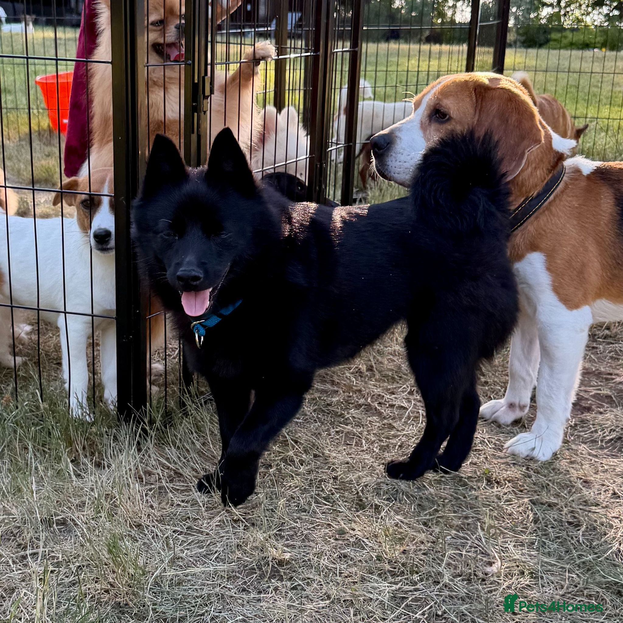 Schipperke dogs 🐾 STELLA – Female Schipperke 🐾 - Advert 2