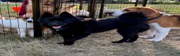 Schipperke dogs for adoption: 🐾 STELLA – Female Schipperke 🐾 - Advert 2