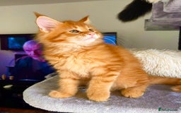 Maine Coon cats for sale: Mane Coon XXXL - Advert 10