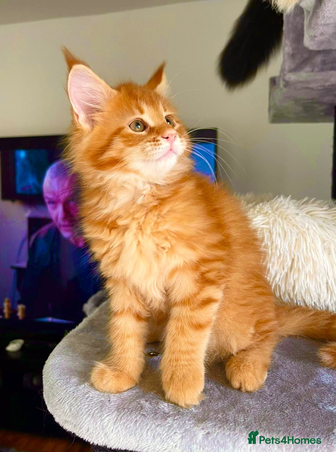 Maine Coon cats for sale: Mane Coon XXXL - Advert 10