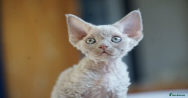 Devon Rex cats - Advert 8