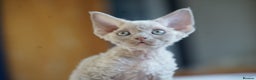 Devon Rex cats for sale: Ravel 💜male Devon Rex ( Reserved) - Advert 10