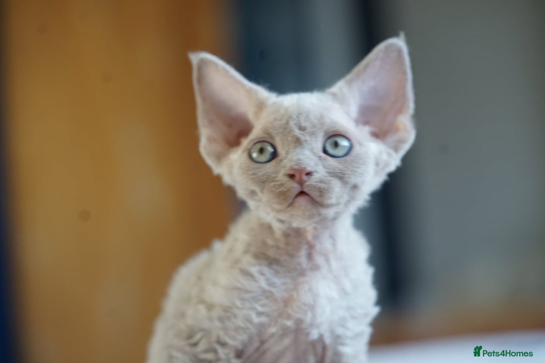 Devon Rex cats for sale: Ravel 💜male Devon Rex available  - Image 4