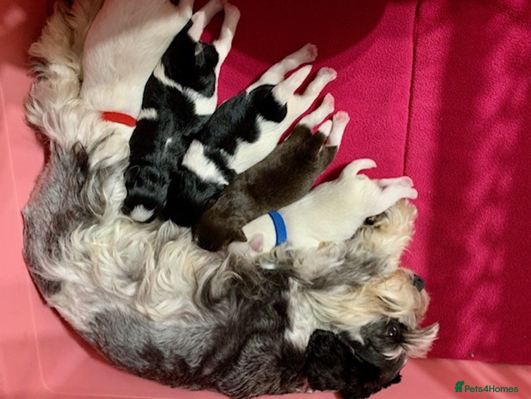 Miniature Schnauzer dogs for sale: 5* LICENSED KC MINI (TOY) SCHNAUZER LITTER - Advert 3
