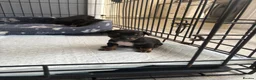 Chihuahua dogs for sale: Puppies  - Advert 3