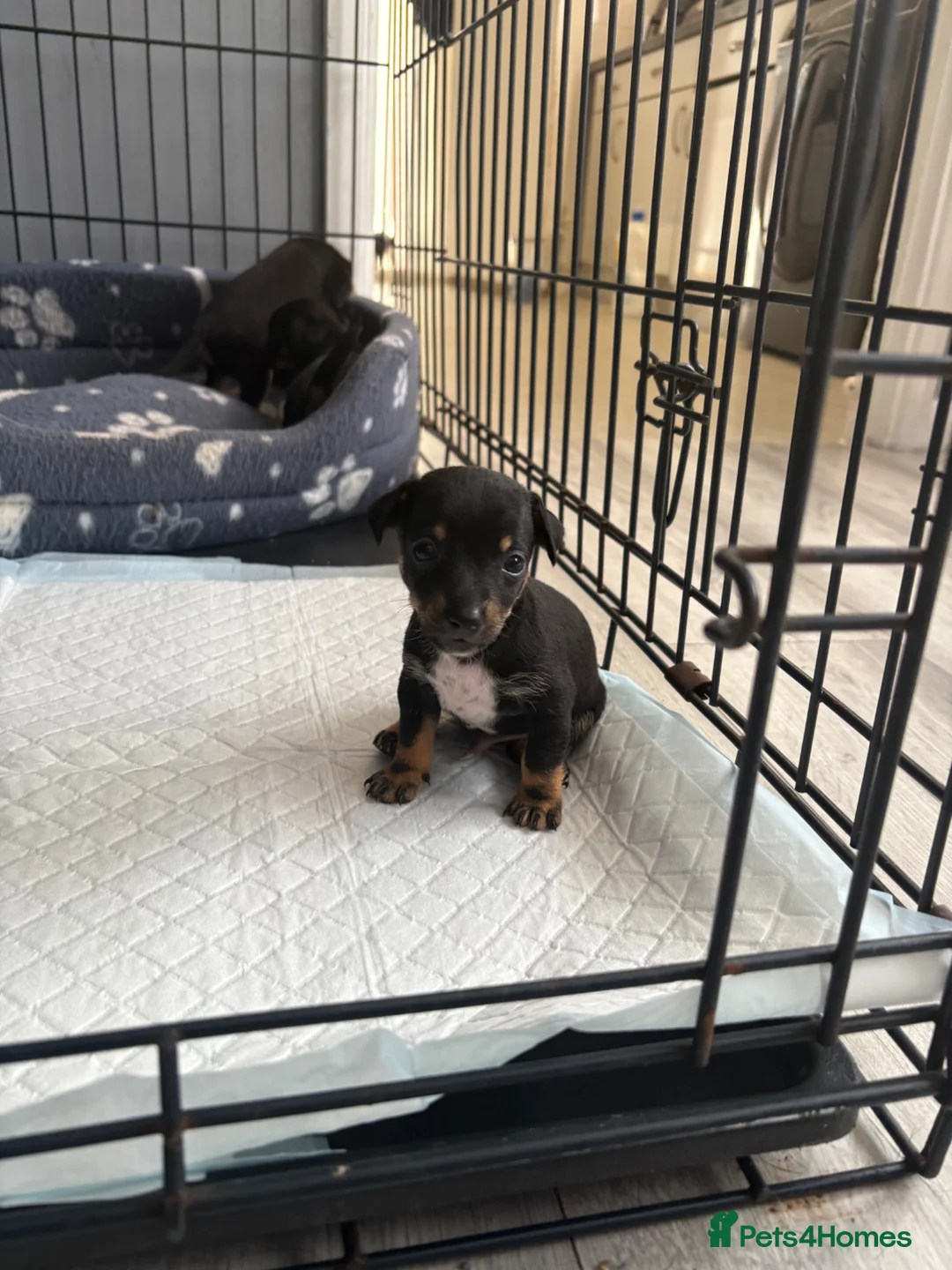 Chihuahua dogs for sale: Puppies  - Advert 3