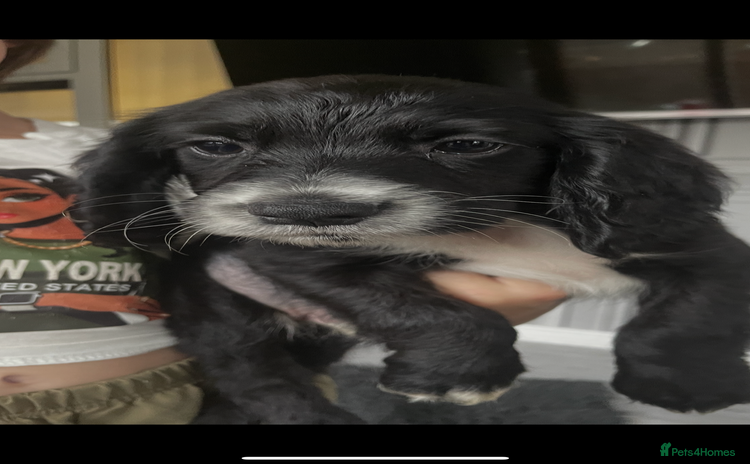 Cocker Spaniel dogs - Advert 1