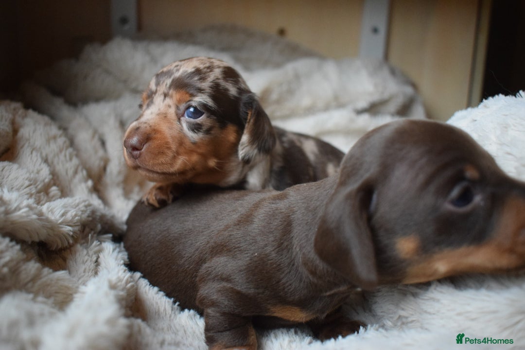 Miniature Dachshund dogs for sale: miniature dachshund puppies ready to reserve 🤍 - Image 15