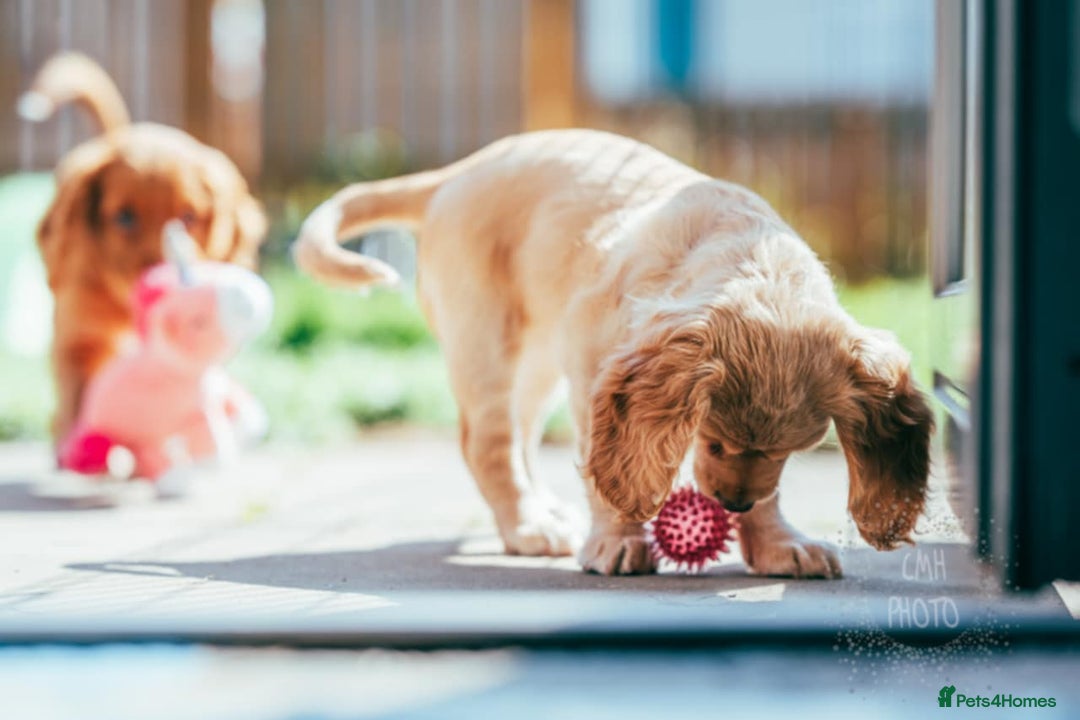 Cocker Spaniel dogs for sale: KC Reg Working Cocker Spaniels (Golden) - Image 21