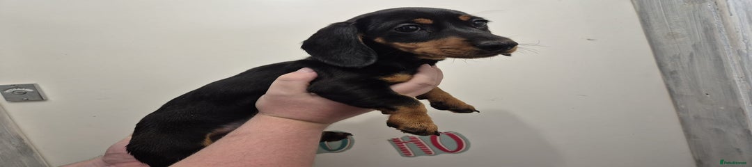 Miniature Dachshund Puppy 4