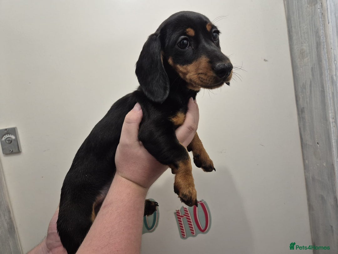 Miniature Dachshund dogs for sale: Miniature dashound in Y Felinheli - Image 5