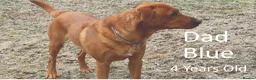 Labrador Retriever dogs for sale: Red Fox Labs : Health Checked-KC Reg,FTCH Pedigree - Advert 14