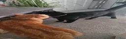 Domestic Shorthair cats for sale: Gorgeous Bonded pair of cats, 2 years old in Weymouth - Advert 8