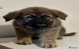 German Shepherd dogs for sale: German shepherd pups  - Image 1