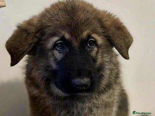 German Shepherd dogs for sale - Advert 1