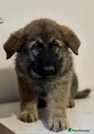 German Shepherd dogs - Advert 2