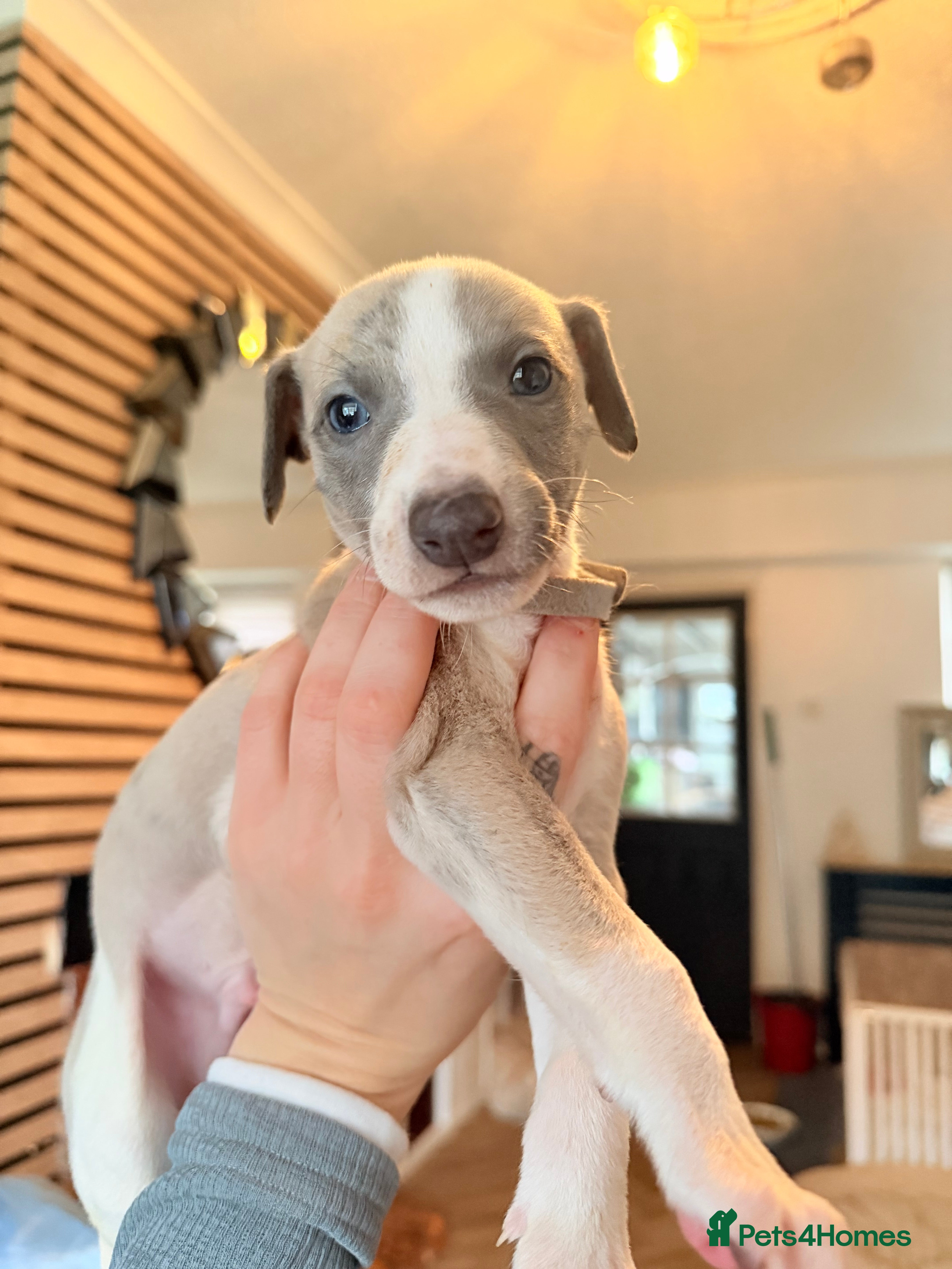 Whippet dogs Beautiful pedigree whippets ONLY BOYS LEFT  - Advert 11