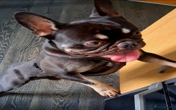 French Bulldog dogs for sale: 8 stunning french bulldogs - Advert 12