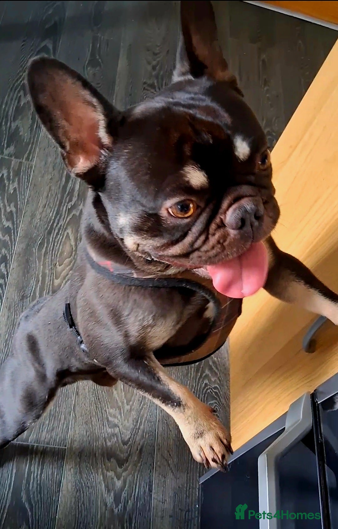 French Bulldog dogs for sale: 8 stunning french bulldogs - Advert 12