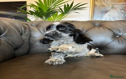 Cocker Spaniel dogs for sale: Cocker Spaniel puppies (IKC registered) - Image 4