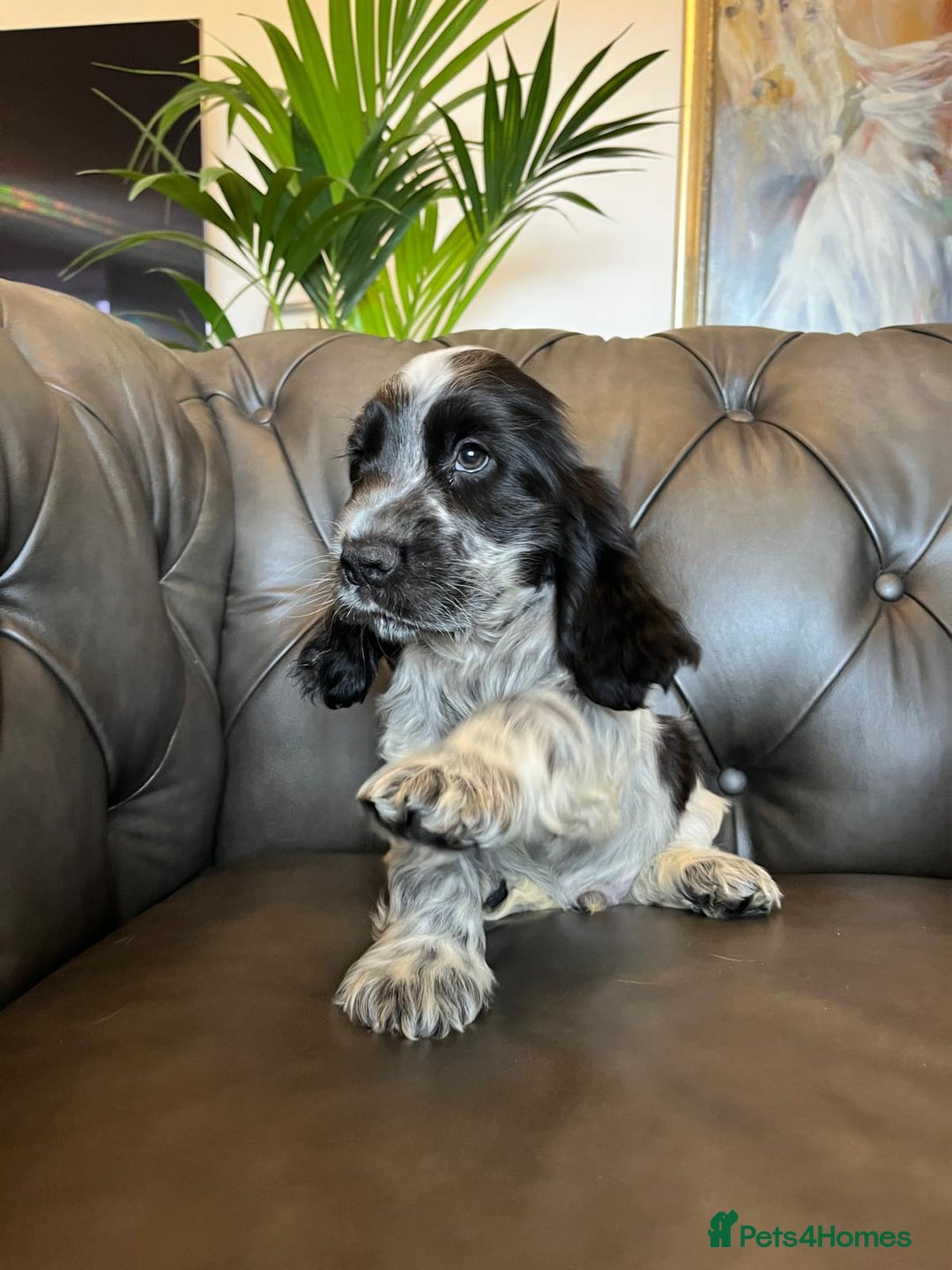 Cocker Spaniel dogs for sale: Cocker Spaniel puppies (IKC registered) - Image 4
