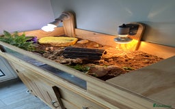 Tortoise reptiles for sale: Horsefield Tortoise looking for new home  - Image 5