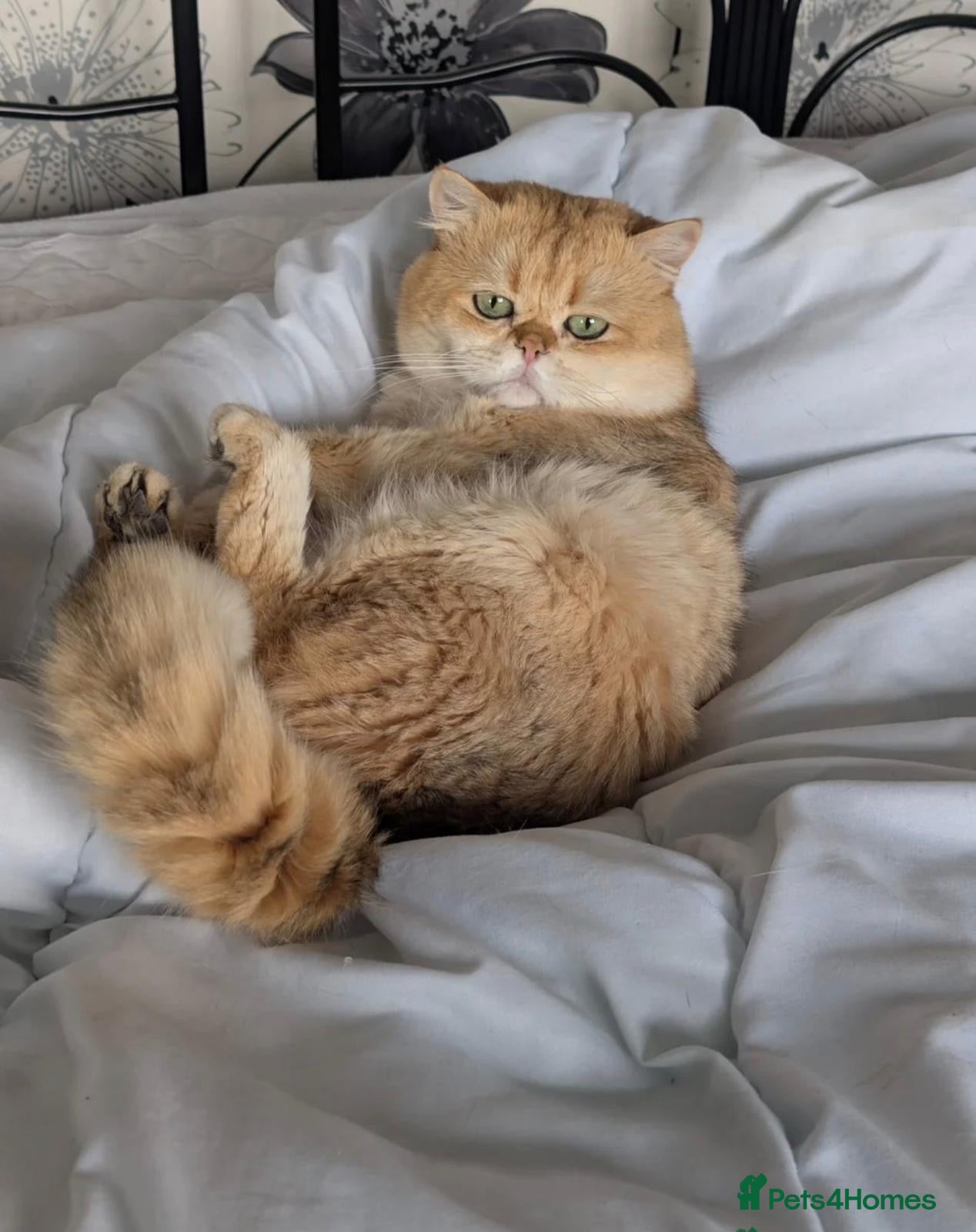 British Shorthair cats Purebred British Golden Cats - Advert 1