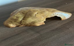 Leopard Gecko reptiles for sale: Male leopard gecko and all equipment  - Image 10