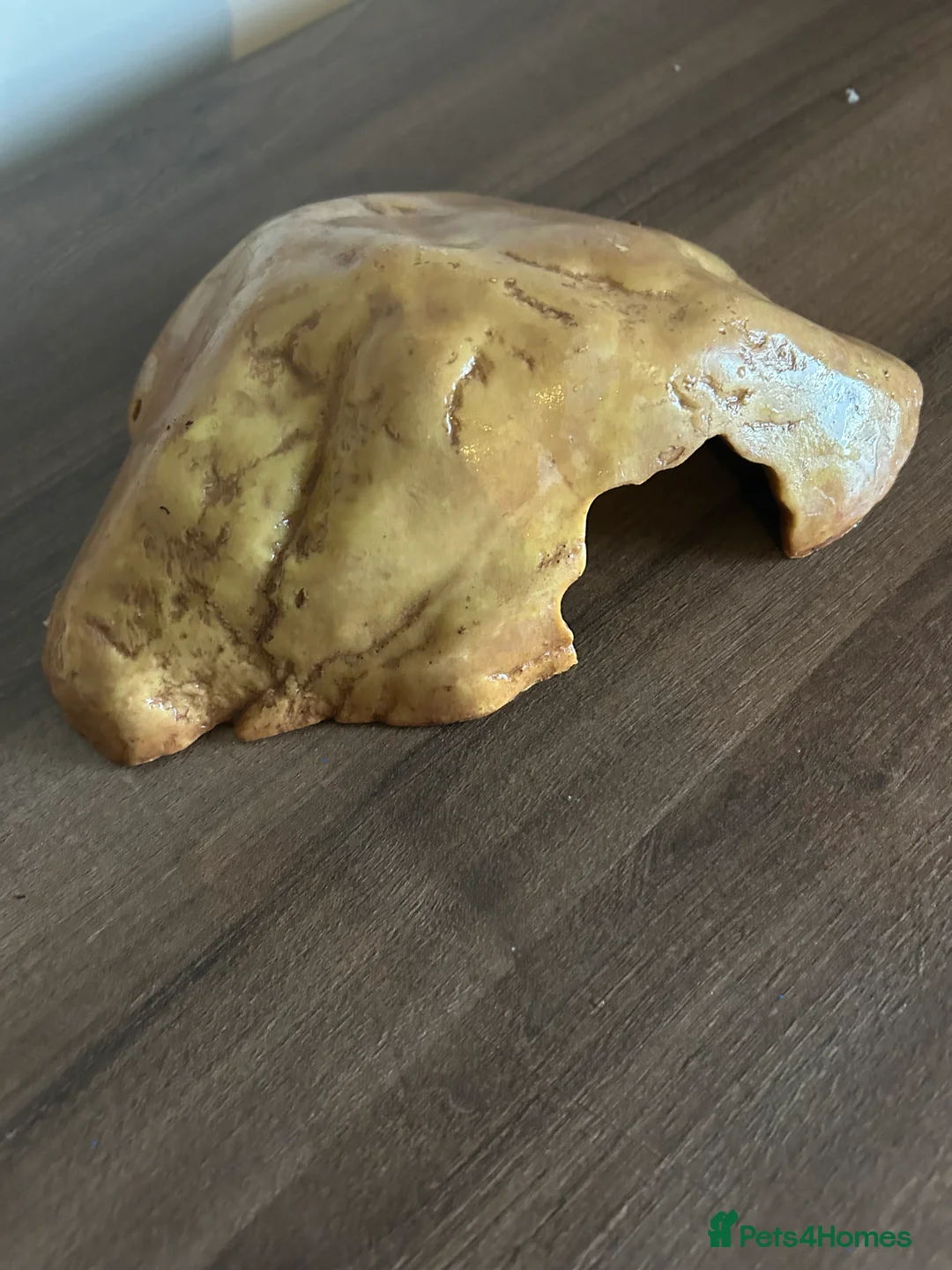 Leopard Gecko reptiles for sale: Male leopard gecko and all equipment  - Advert 11