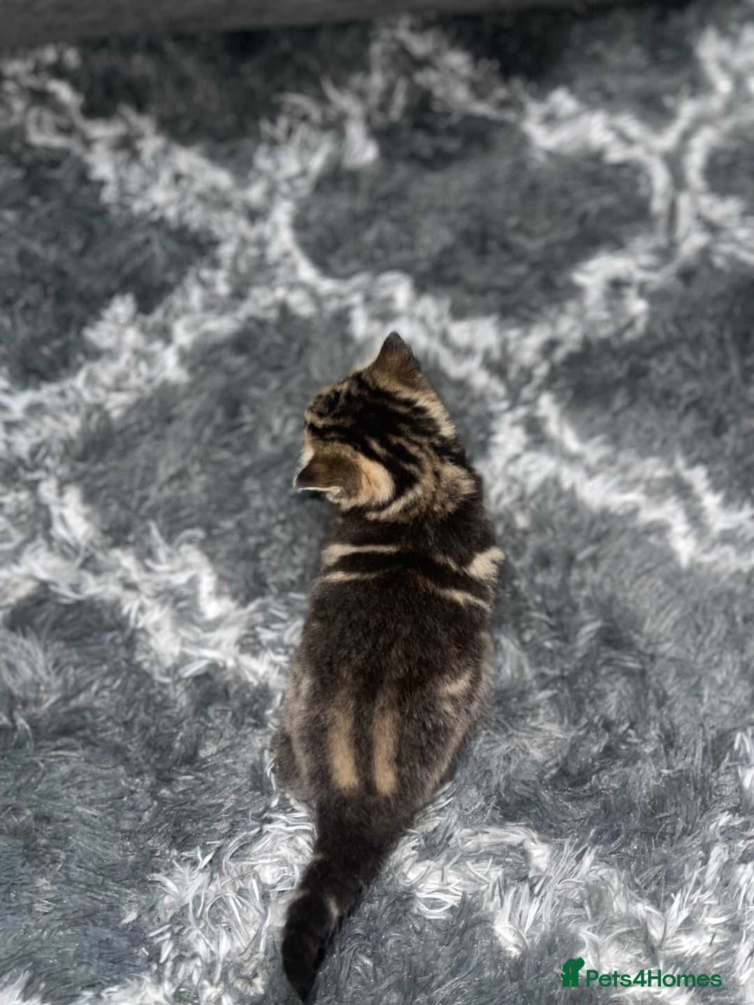 Mixed Breed cats for sale: Mixed British short haired kittens  - Advert 6