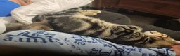 Mixed Breed cats for sale: Kittens ready now - Advert 9