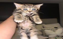 Scottish Fold cats for sale: Adorable Scottish Straight Kittens 💞 - Image 20