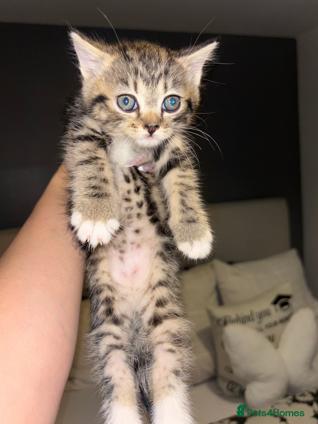 Scottish Fold cats for sale: Adorable Scottish Straight Kittens 💞 - Image 20