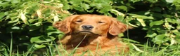 Golden Retriever dogs for stud: EXTENSIVELY health tested with excellent results! in Newark - Advert 12