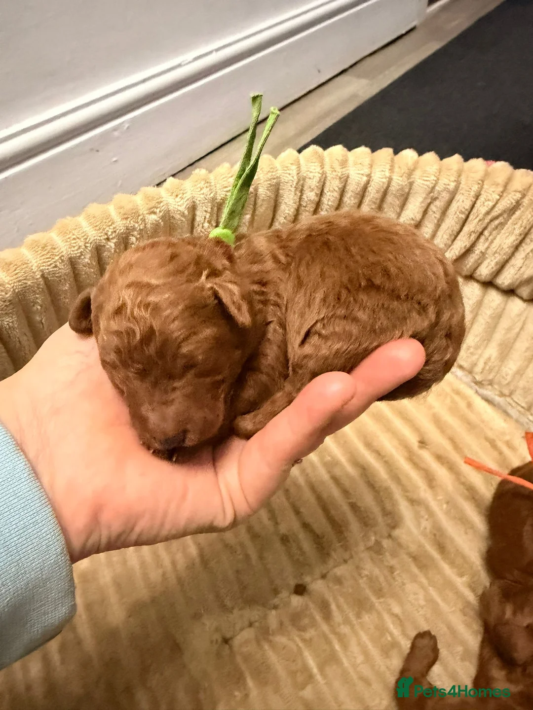 Toy Poodle dogs for sale: Toypoodle💙champion bloodline,kc,dna clear parent  - Advert 20