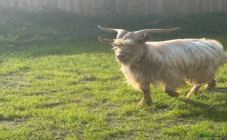 Goats livestock - Advert 1