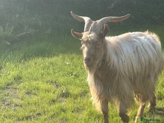 Goats livestock - Advert 9