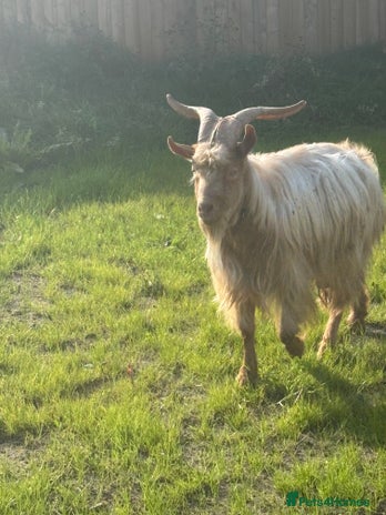 Goats livestock - Advert 1