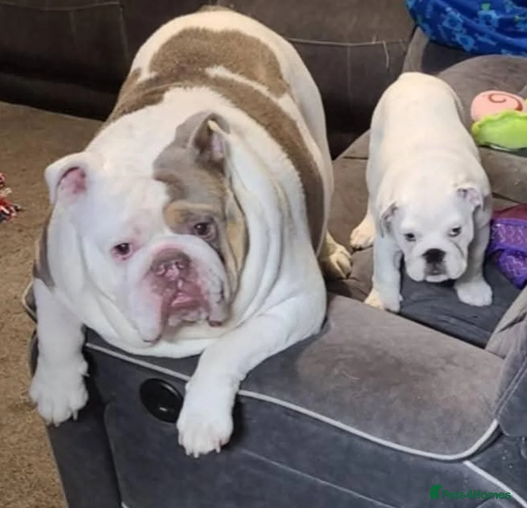English Bulldog dogs for sale: Female english bulldog - Advert 2