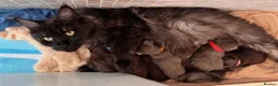 Maine Coon cats for sale: TICA & Council Licensed black smoke female kitten - Advert 2