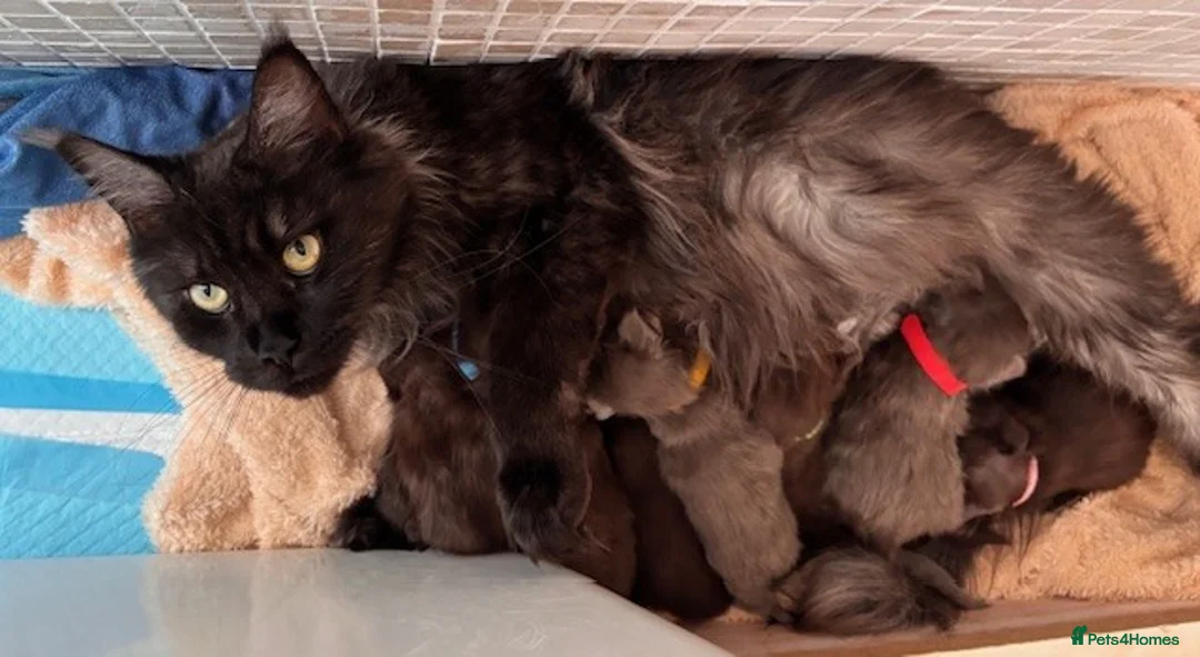 Maine Coon cats for sale: TICA & Council Licensed black smoke female kitten - Advert 2
