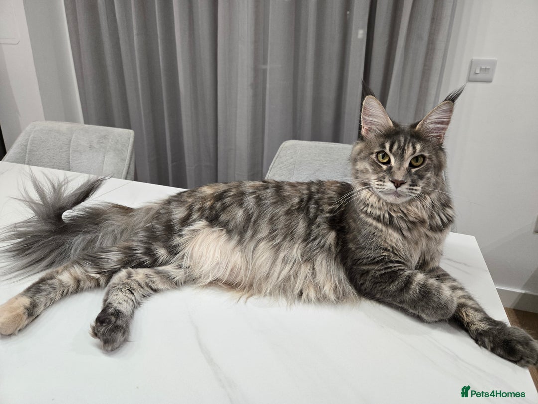Maine Coon cats for sale: TICA registered maine coon kittens - Advert 6
