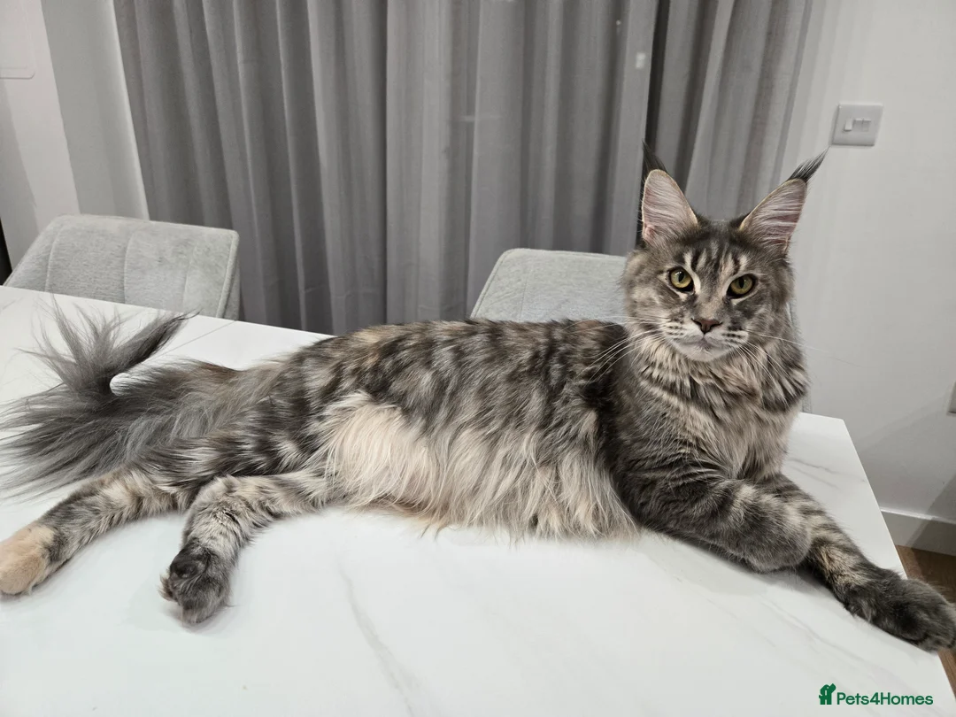 Maine Coon cats for sale:  TICA registered maine coon kittens - Advert 5