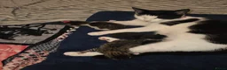 Mixed Breed cats for sale: 3 beautiful kittens - Advert 14