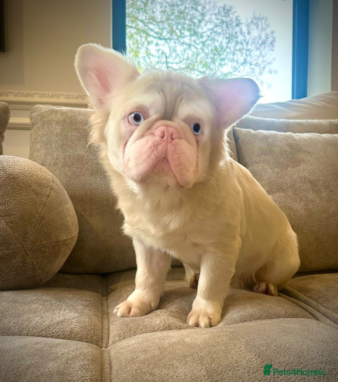 French Bulldog dogs for sale: Chez- Fluffy Frenchie Bulldog  - Advert 4