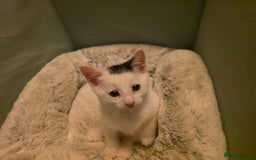 Domestic Shorthair cats for sale: 5 Super Sweet Kittens  - Image 12