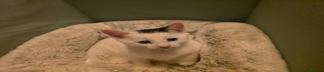 Big black splodge on head 